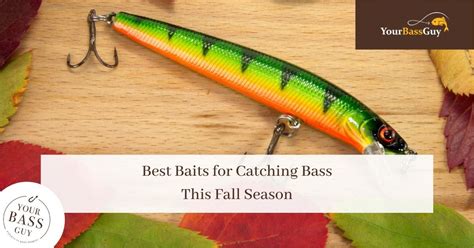 5 Best Baits For Catching Bass This Fall Season Your Bass Guy
