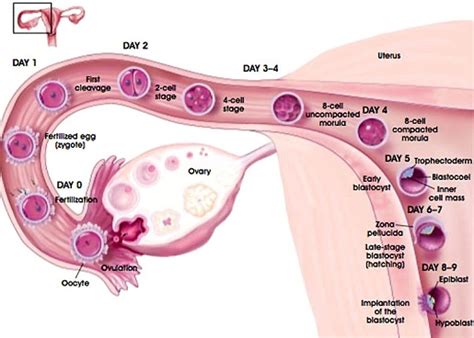 ovulation symptoms and signs of ovulation in women