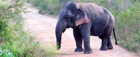 Adorable Dwarf Elephant Photographed In Sri Lanka