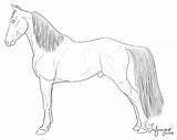 Horse Coloring Outline Walking Template sketch template