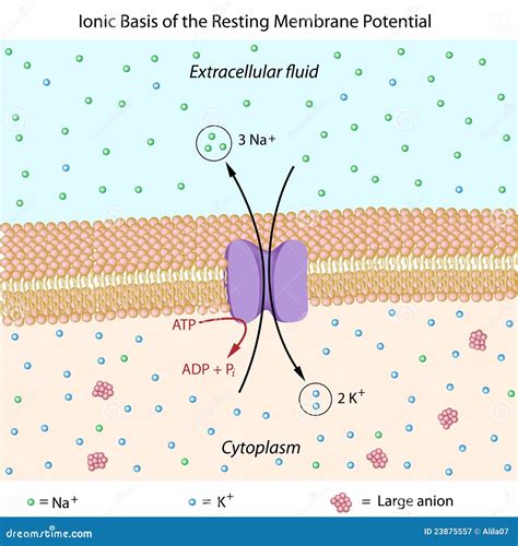 resting membrane potential stock vector illustration  lipid