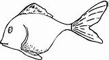Goldfish Coloring Tilapia Fishes Fish Clipart Template Pages sketch template