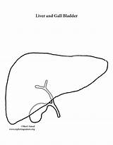 Organs Liver sketch template