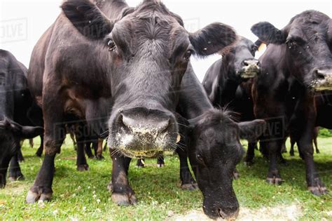 black angus beef cattle feeding cecilton maryland united states
