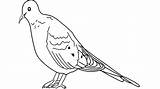 Dove Mourning Draw Step sketch template