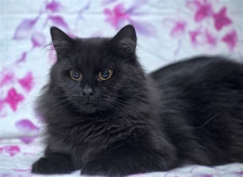 Asian Semi Longhair Cat Breed Info Pictures Traits And Facts Excitedcats