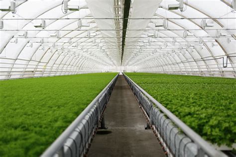greenhouse smart application project  reduces waste  improves