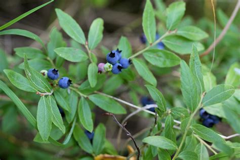 blueberry leaves     heal hepatitis