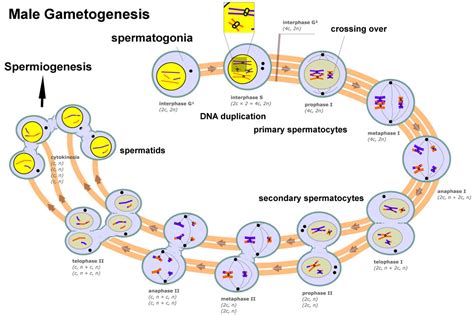 File Male Gametogenesis  Embryology