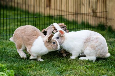 protect outdoor rabbits  predators storables