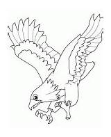 Coloriage Aquila Aigle Colorat Aguila Pasari Faucon Dibujo Falco Oiseaux Coloriages Falcon Aquile P02 Planse Acquila Poiana Animaux Reale Picchiata sketch template