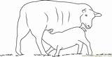 Lambs Feeding Coloringpages101 sketch template