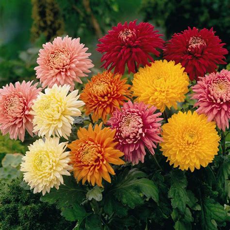 fulfilling  heartcultivate life  joy sunburst diecut  chrysanthemum