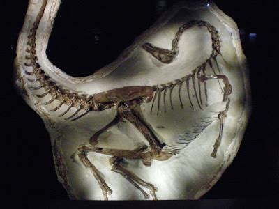 watery secret   dinosaur death pose  archaeology news network