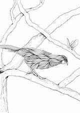 Nz Colouring Birds Native Book Kokako Pre Order Adult Felt sketch template
