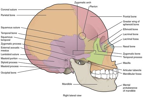 skull anatomical basis  injury