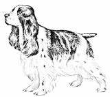 Cocker Spaniel Photobucket Pages Coloring sketch template