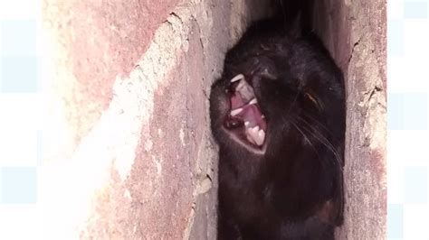 Poor Phoebe Our Cat Got Stuck In The Walls Itv News Meridian