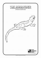 Salamander Coloring Pages Amphibians Cool Reptiles Printable Template sketch template