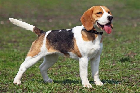 fully grown beagle lsanpiero