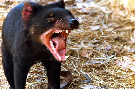 tasmanian devils fight facial cancer science connected magazine