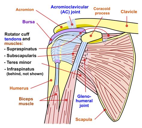 shoulder impingement syndrome wikipedia