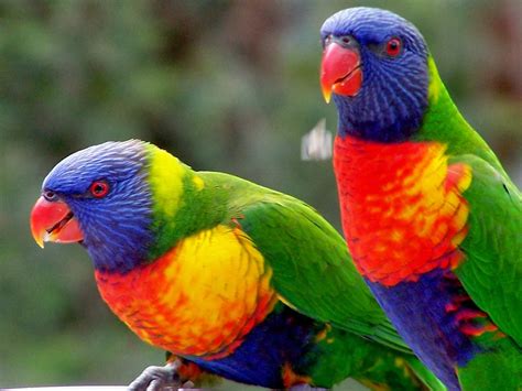 The Rainbow Lorikeet Hd Wallpapers And Taxonomy