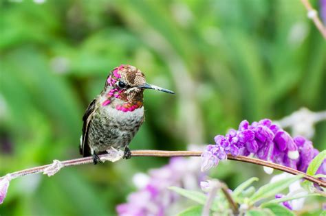 top  flowers  attract hummingbirds