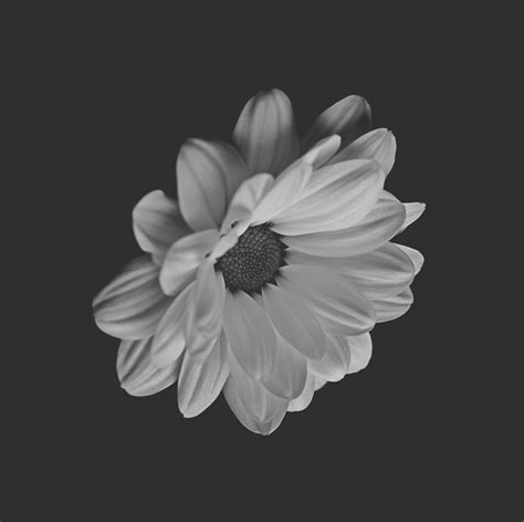 portrait   flower  behance