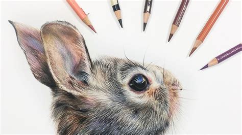 draw rabbit eye  colored pencil youtube