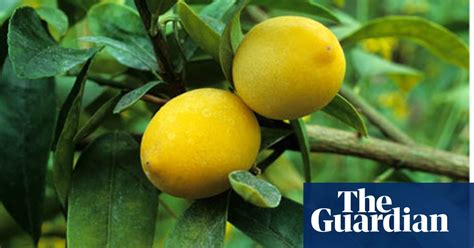 plant of the week mexican lime gardening advice the guardian