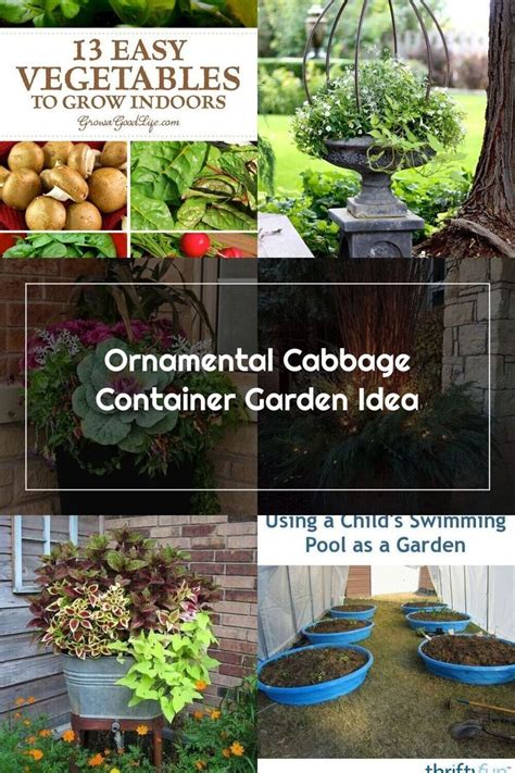 ornamental cabbage container garden idea   growing vegetables