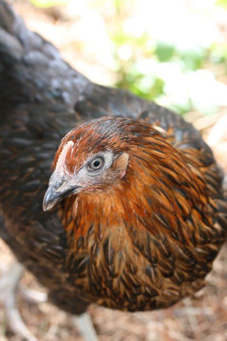 Homemade Brown Chicken Closeup Free Image Download