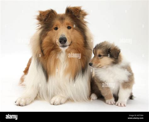 sable rough collie dog  puppy  weeks stock photo alamy