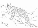 Leopard Leopardo Nieves Schneeleopard Colorear Clouded Ausmalbild Leopardos Zum sketch template