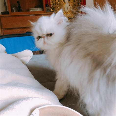 Silver And Golden Persian Kittens For Sale Male And Female