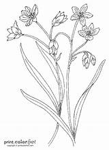 Flowers Stems Stem Flower Drawing Coloring Pages Color Print Template Drawings Sketch Templates Paintingvalley Printcolorfun sketch template