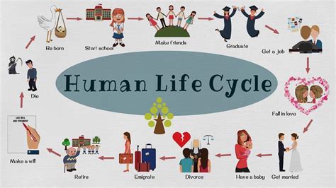 life cycle  human