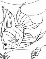 Fish Coloring Bowl Pages Printable Color Getcolorings Print sketch template