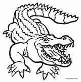 Alligator Alligators Cool2bkids Kostenlos Crocodile sketch template