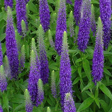 onlineplantcenter  gal royal candles speedwell plant vcl