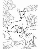 Deer Coloring Patterns Colouring Kids Mother Two Pyrography Sheets Pages Baby Animal Family sketch template