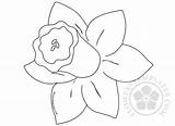 Daffodil Coloring Davids sketch template