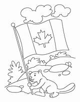 Vlag Kleurplaat Beaver Bever Vast Houdt Coloringhome Leukekleurplaten Canadian Kleurplaten Kleur sketch template