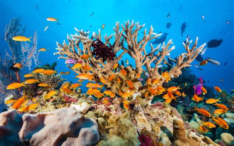 great barrier reef faces severe coral bleaching  show travel leisure