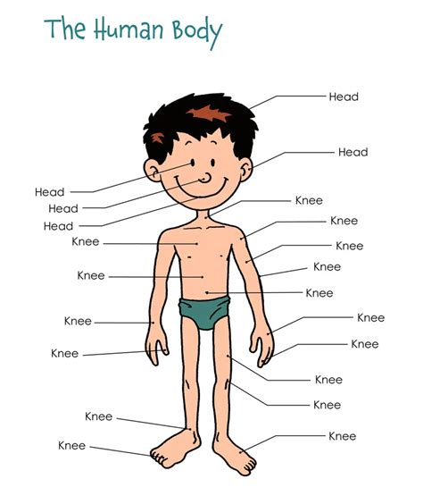 diagram  basic human anatomy    toddler