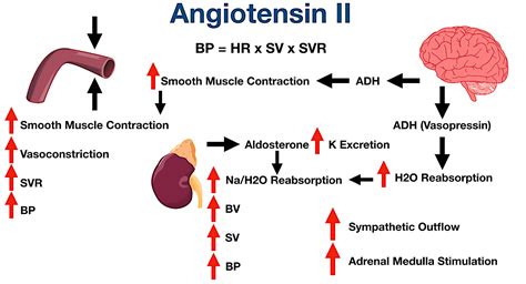 angiotensin ii receptor blockers arbs indications side effects mechanism  action