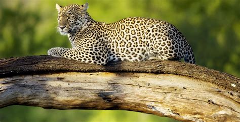 leopard lies in tree tanzania big 5 safari zanzibar tanzania earthlife expeditions best