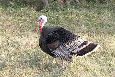 turkey birds large black domestic poultry      laminated
