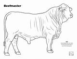 Cattle Angus Beefmaster Breed Brahman Colouring Livestock Breeds sketch template